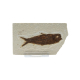 Schätze der Erde - Versteinerter Fisch - 7-10cm inkl. Plexiglas-Aufsteller
