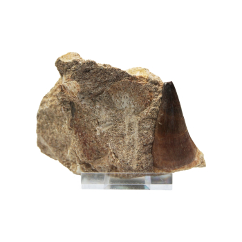 Schätze der Erde - Mosasaurier-Zahn - 7-10cm...